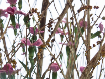 Herfstbloemwerk met Dianthus en snijheesters - close up